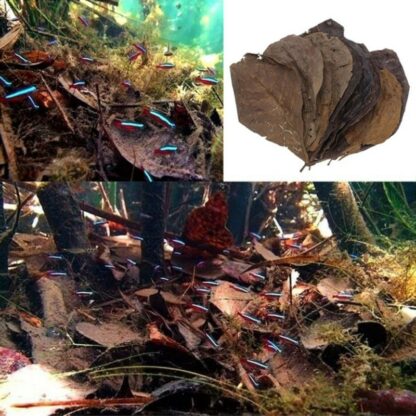 Hot 50pcs Grade Olive A Natural Terminalia Catappa Foetida Leaves Island Almond Leaf Fish Cleaning/Treatment Aquarium Tank