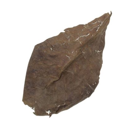 Hot 50pcs Grade Olive A Natural Terminalia Catappa Foetida Leaves Island Almond Leaf Fish Cleaning/Treatment Aquarium Tank